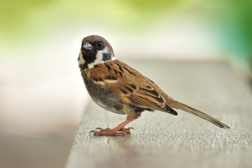 Eurasian Tree Sparrow bird sitting on table wood