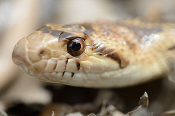 Gopher Snake CLose Up