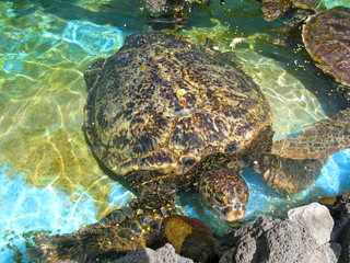 Sea Turtle