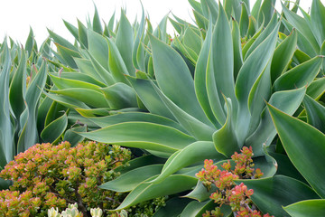 Obraz premium Agave Garden