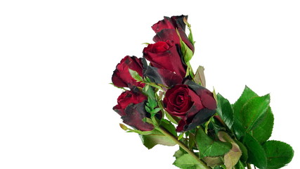 Red roses on white background, isolated.