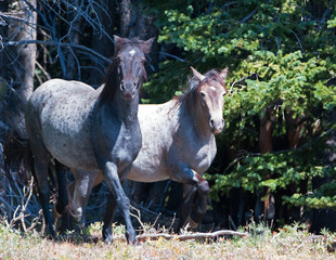 Obraz na płótnie Canvas Blue Roan and Red Roan Mares in the Pryor Mountains Wild Horse Range on the Wyoming Montana state line U S A