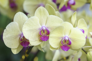 Fototapeta na wymiar Phalaenopsis orchids flowers bloom in spring adorn the beauty of nature