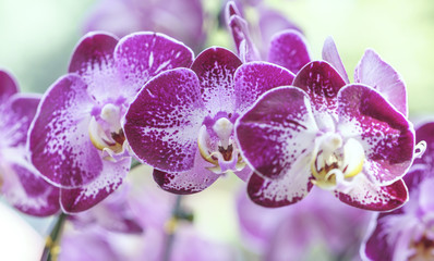 Fototapeta na wymiar Phalaenopsis orchids flowers bloom in spring adorn the beauty of nature