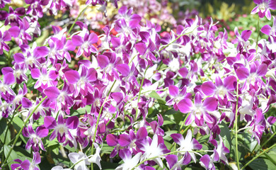 Orchids flowers bloom in spring adorn the beauty of nature