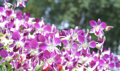 Orchids flowers bloom in spring adorn the beauty of nature
