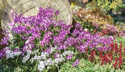 Obraz premium Orchids flowers bloom in spring adorn the beauty of nature