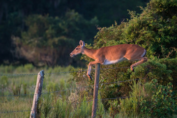 Deer jumping fence