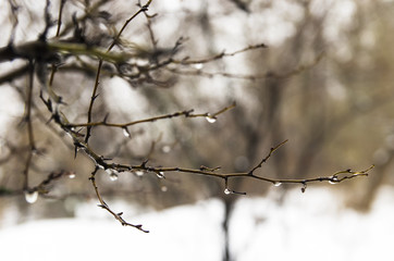 Fototapeta na wymiar Winter branches with drops on thorns