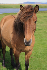 Brown Icelandic Horse