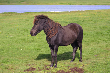 Black Icelandic Horse