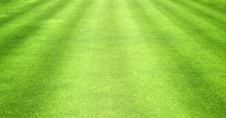 grass background Golf Courses green