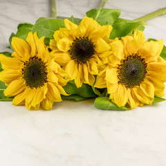Fototapeta na wymiar Yellow sunflowers on white texture with copyspace