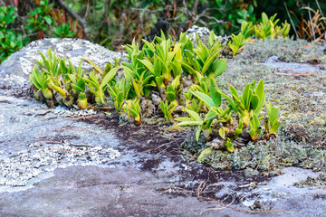 Lithophytic orchids.