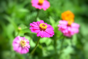 Obraz premium the blooming of cosmos flowers in closeup for background