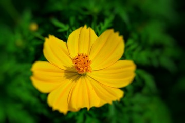 the blooming of cosmos flowers in closeup for background