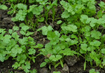 Patterns of coriander leaves.