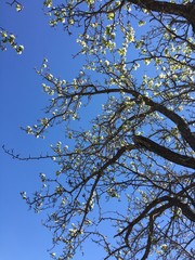 Spring