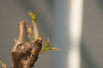 Tree branch with bud, embryonic green leave shoot. gray abstract