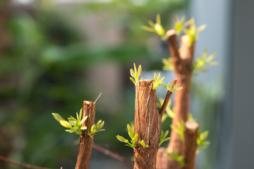 Tree branch with bud, embryonic green leave shoot. gray abstract