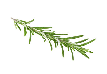 Fototapeta premium Fresh green sprig of rosemary isolated on a white background