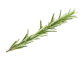Fresh green sprig of rosemary isolated on a white background