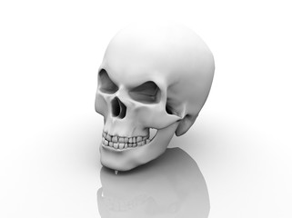 Human skull on white background. 3D illustration