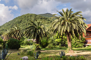 Fototapeta na wymiar palm trees and mountains background