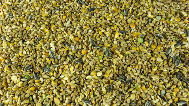 A background of grains futter for birds and chickens