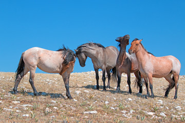 Obraz premium Small Herd of Mustangs on Sykes Ridge in the Pryor Mountains Wild Horse Range in Montana U S A