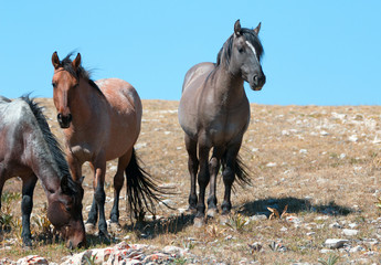 Small Band of Wild Horses on Sykes Ridge in the Pryor Mountains Wild Horse Range in Montana