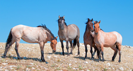 Obraz na płótnie Canvas Small Band of Wild Horse on Sykes Ridge in the Pryor Mountains Wild Horse Range in Montana USA