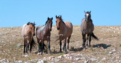 Small Band of Wild Mustangs on mountain ridge in the western United States