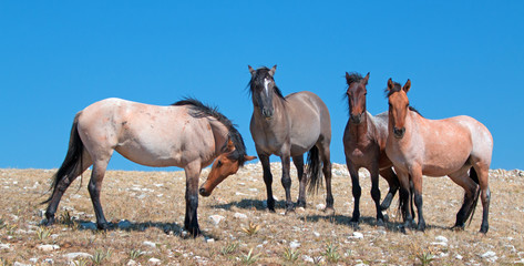 Small Band of Wild Mustangs on Sykes Ridge in the Pryor Mountains Wild Horse Range in Montana USA