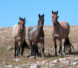Fototapeta na wymiar Small Band of Feral Mustangs on Sykes Ridge in the Pryor Mountains Wild Horse Range in Montana US of A