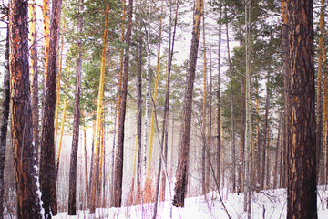 Snowy winter forest with rays of sunshine
