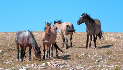Small Band of Mustangs on Sykes Ridge in the Pryor Mountains Wild Horse Range in Montana US