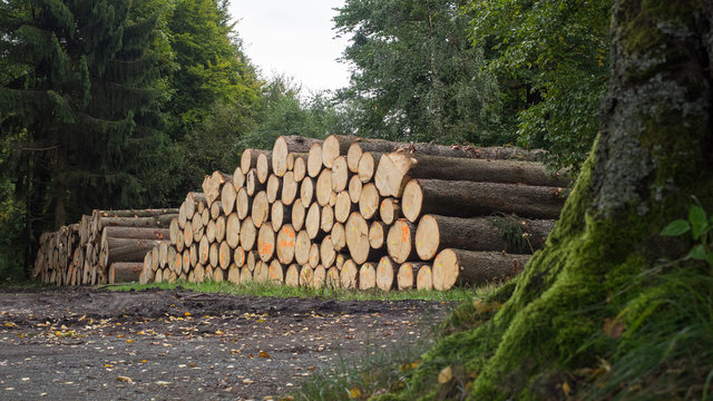 Forstwirtschaft - Holzst&auml;mme - Rohstoffe - Nachhaltigkeit
