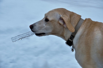 und mit Eiszapfen im Maul