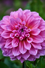 Closeup of dahlia flower in full bloom in the garden.