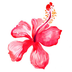 Watercolor red hibiscus