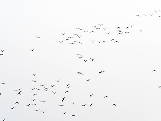 flock of birds isolated