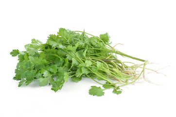 Bunch of fresh coriander leaves over white background