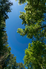 Autumn maple leaves against the blue sky