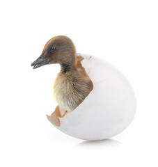 The black small duckling with egg isolated on a white background