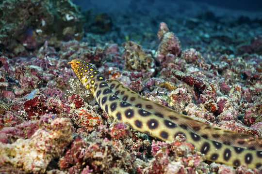 Large Spotted Snake Eel, Gefleckter Schlangenaal (Ophichthus polyophthalmus)