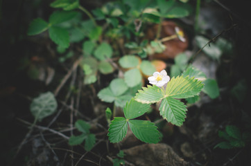 wild strawberry