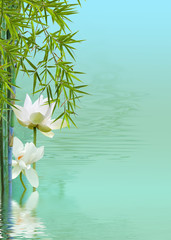 composition zen détente,  lotus ,bambous, reflets 