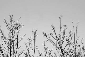 Black and white tone with the cherry blossom ,Northern Thailand
