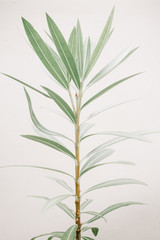 Fototapeta premium Green leaf plants near beige wall. Minimalistic floral background.